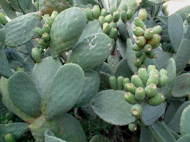 Opuntia ficus-indica / Fico d ''India